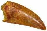 Serrated Raptor Tooth - Real Dinosaur Tooth #360987-1